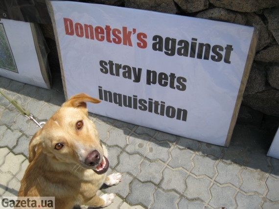 1700 собак в прошлом году были стерилизованы в Донецке за средства фонда &quot;Развитие Украины&quot;.