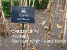 Опиумный мак до недавнего времени был доступен любой украинской крестьянке. Мак выращивали, чтобы делать пироги