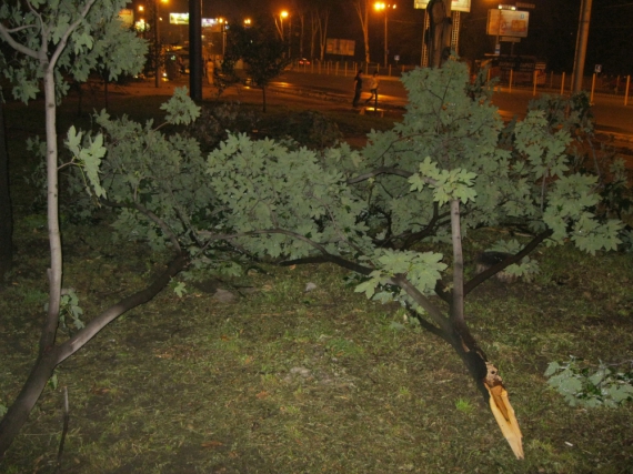 Штормовой ветер поломал в Донецке множество деревьев