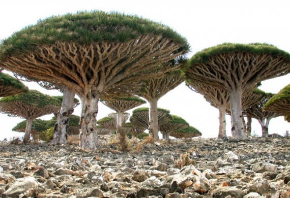 Драконовое дерево напоминает огромный гриб