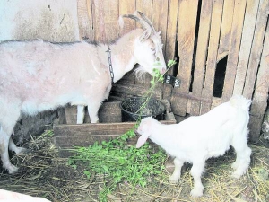 Коза Марта з козеням їдять свіжу траву клеверу. Влітку козам замість віників дають прив’ялені трави. Тварин може здути від свіжоскошених 