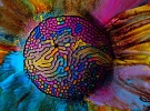 Цветные лабиринты из акварельной краски и магнитной жидкости