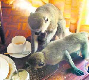 Мавпи часто крадуть їжу з номерів у індійських готелях. Також можуть прихопити особисті речі туристів, мобільні телефони