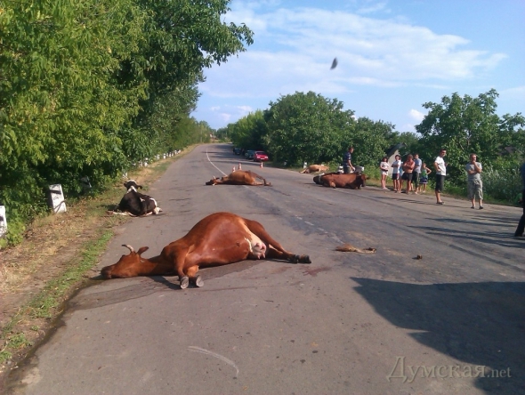 6 животных погибли сразу