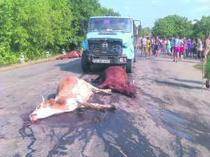 Мешканці села Перейма Балтського району Одещини оглядають  загиблих і скалічених корів. Водій вантажівки не гальмував перед чередою