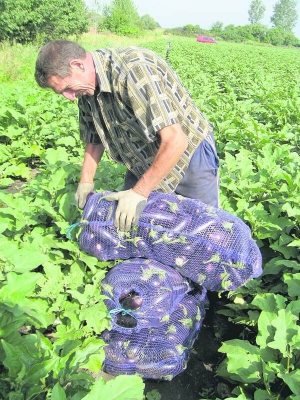 Ібрагім Дадаєв збирає баклажани на полі в селі Глинське Зіньківського району