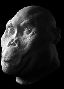 При невеликому обсязі мозку Homo rudolfensis мав досить великі розміри