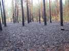 Сгорело более 1 га леса