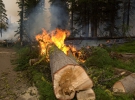 Лесные пожары бушуют в западных и восточных штатах
