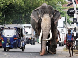 У місті Коломбо дорогою поміж машин іде слон 
із погоничем