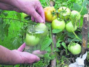 Зелені помідори на стеблі вмочують у слабкий розчин солі. Плівка зупинить поширення фітофтори. Так зберігають урожай на зараженій ділянці