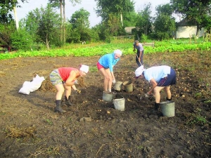 Подружжя Пилявських із дочкою Ларисою та онукою Іриною в райцентрі Кам’янка на Черкащині вибирають картоплю. Часто саме в День Незалежності виходять на город, бо це завжди вихідний