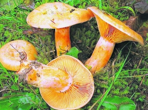 Речовини із грибів є у складі половини антибіотиків. Найкорисніші японські шиітаке, українські веселки, рижики та грузді перцеві