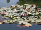 Відомі водяні лілії Нікітського ботанічного саду