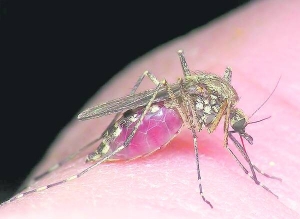 Лихоманку Західного Нілу розносять комарі. Температура  піднімається за два тижні після укусу. Хворі скаржаться на головний біль, слабкість