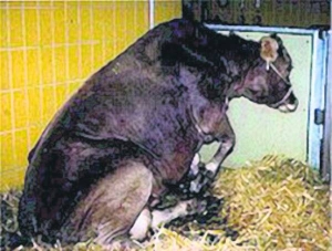 У хворої на сказ худоби уражена нервова система. Корови буцаються об огорожу, намагаються втекти, вкусити людину. Голосно і довго мукають