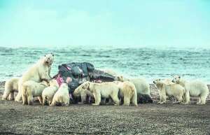 Білі ведмеді їдять тушу кита неподалік села Кактовік на березі океану на півночі Аляски. Влітку тварини голодують, бо не можуть виходити в море на полювання. Тоді їх підгодовують ескімоси-китобої. Ведмеді намагаються підтримувати масу тіла на одному рівні, тому їдять усе, що знайдуть. Якщо їжі взагалі немає, то багато лежать і відпочивають