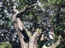 Олива в Никитском ботаническом саду