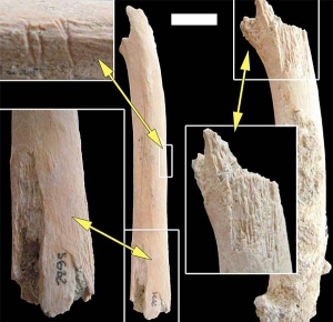 Ці ребра, яким 2 млн років, несуть не тільки сліди зубів тварин, але й ознаки того, що їх очищували від м'яса ранні люди. Зліва вгорі: ребро, на якому можна розгледіти також відмітки зубів гомінін. (Зображення авторів роботи)