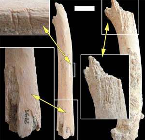 Ці ребра, яким 2 млн років, несуть не тільки сліди зубів тварин, але й ознаки того, що їх очищували від м'яса ранні люди. Зліва вгорі: ребро, на якому можна розгледіти також відмітки зубів гомінін. (Зображення авторів роботи)