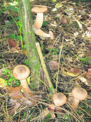 Деревину руйнують опеньки, гливи та шиїтаке. Решту грибів можна сіяти під фруктові дерева