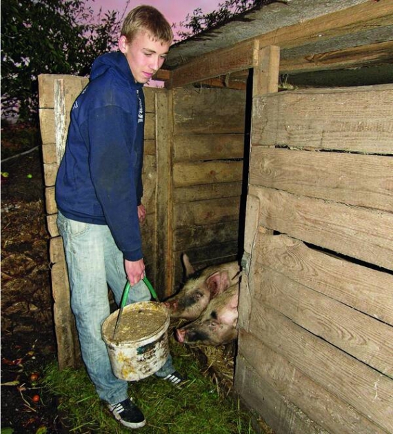 Артем годує свиней гарбузами і рештками обіду