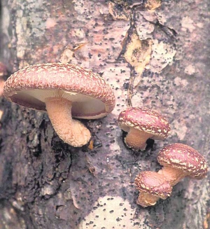 Японські гриби шиітаке мають лікувальні властивості. Препарати з них гальмують розвиток ракових клітин, виводять токсини з організму