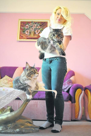Львів’янка Оксана Боженко тримає на руках кота породи мейн-кун. Такий же лежить поруч на столі. Вони не нявкають і не муркають. Господарі годують тварин дорогими кормами — по 800 гривень за 10-кілограмову упаковку
