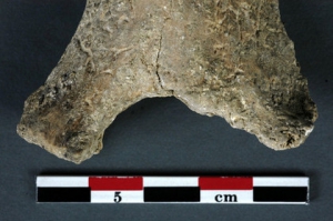 Плечевая кость древнего инвалида-ампутанта