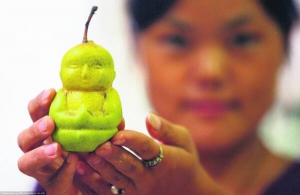 Китаянка Хао Хіянзанг вирощує груші в пластикових формах, які нагадують статуетку Будди. Вдосконалювала це шість років