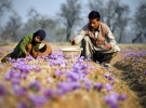 Кашмирский фермер и его дочь собирают цветы шафрана на своем поле