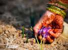 Семилетняя девочка срывает цветы шафрана 