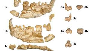 Вчені присвоїли свою знахідку ім'я Kretzoiarctos beatrix, на честь угорського палеонтолога і антрополога Міклоша Кретцоі, який помер 2005 року