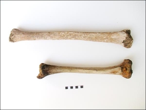 Гомілкова кістка гіганта (угорі) в порівнянні з кісткою середнього римлянина 3 століття