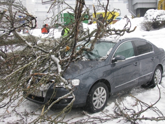 Внаслідок падіння дерева сильно постраждали автобус та 2 легковика