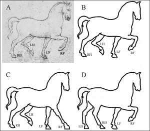 Набросок Леонардо да Винчи. Правильно было бы расположить ноги так, как показано на C и D
