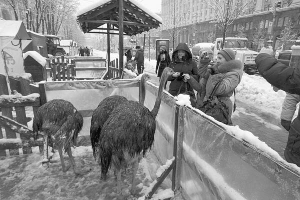 У міні-фермі на Хрещатику можна побачити страусів, трьох курок, поні, барана, шиншилового кролика та двох кіз
