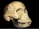 Копия черепа пилтдаунского человека