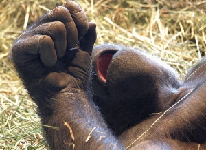 Даже у горилл кисть руки не может сжаться в правильный, мощный кулак