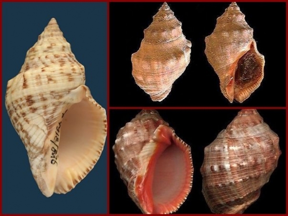 Thais haemastoma— Из моллюсков этого семейства в древности получали пурпур