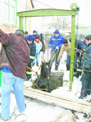 Рятувальники діставали 350-кілограмового коня Орлика з ями з нечистотами за допомогою підйомника. Щоб тварина не пручалася, їй зв’язали ноги