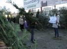 Нелегальный рынок елок во Львове