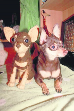 Пес породи чихуахуа (праворуч) біля своєї копії. Іграшку зваляла з вовни киянка Валерія Рамірова
