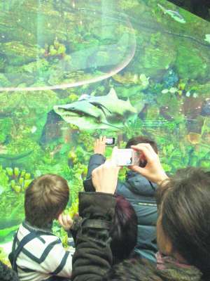 Відвідувачі фотографують піщану акулу в акваріумі торговельного центру ”Океан плаза” в Києві 8 січня. Півторарічного хижака привезли з Голландії, де він жив у спеціальному розпліднику
