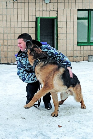 Віталій ПАНОВ, 34 роки, кінолог. Народився в Запоріжжі в сім’ї робітників: батько працював сталеваром, мати – диспетчером. Закінчив Запорізький юридичний інститут. Капітан. Очолює кінологічний центр при Міністерстві внутрішніх справ України, в якому ­живуть півсотні службово-пошукових собак. 20 років дресирує ­собак. За це час виростив вісьмох особистих собак та видресирував сотню службових. Зараз працює з німецькою ­вівчаркою Дунканом. До Києва переїхав 2006-го. Доти чотири роки ­працював оперуповноваженим карного розшуку в Запоріжжі. 2008-го пройшов відбір у миротворчий загін в Косово, але цю місію скасували. Улюблений роман і фільм ”Майстер і Маргарита” Михайла Булгакова. Дружина Віра – офісна працівниця, дітей не мають