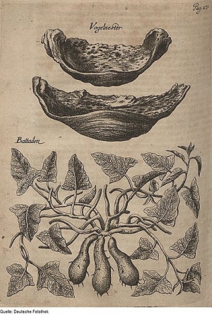 Батат (нижний рисунок). Ботаническая иллюстрация Иоганна Сигизмунда Эльсгольца. 1690
