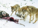 Доглядач Вернер Фройнд накидається на козячу тушу разом зі зграєю вовків у заповіднику у місті Мерціг у Німеччині. Каже, щоб бути своїм серед тварин, мусить повторювати їхні звички