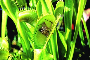 Венерину мухоловку вирощують у вазонах. Підгодовують павуками або метеликами
