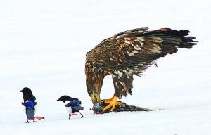 Орлан їсть окуня на березі Ярилгацької затоки Чорного моря. Сороки чекають, аби поживитися рештками. Зграя може відбити здобич в орлана