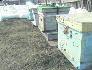 Бджоли навесні вилітають із вуликів, коли повітря прогріється до 15 градусів. Аби не намочили крилець у болоті, землю біля вулика посипають попелом чи соломою